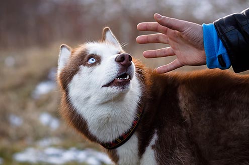 Dog Stranger Danger | Stranger Aggression