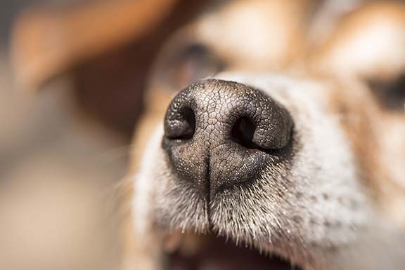Let’s Go Sniffing Now, Everybody’s Learning How: What the Dog Nose!