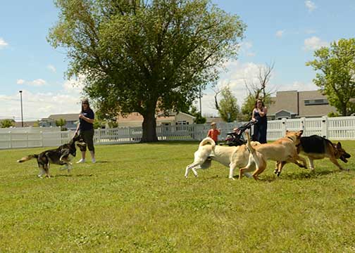 Should I Take My Dog to Dog Parks?