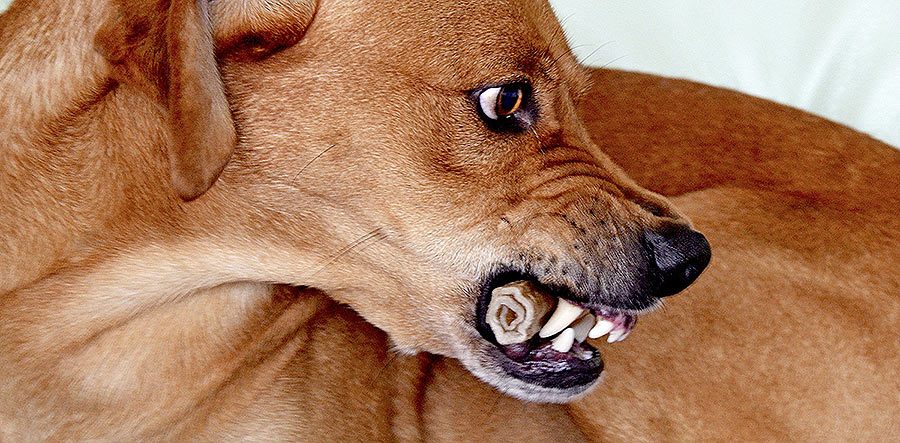 Resource Guarding: Possessive Aggression in Dogs