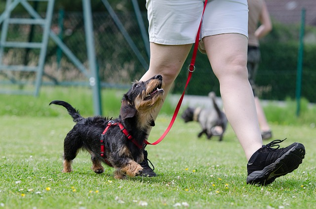 find a great dog trainer