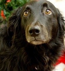 Fearful dog with whale eye