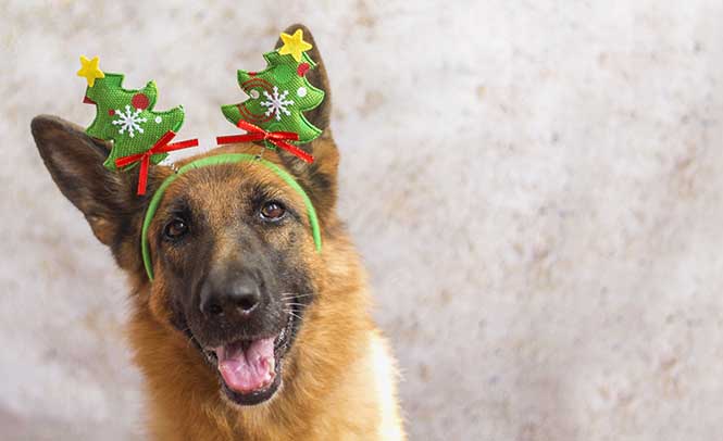 10 Ways to Help Your Dog Have a Merry Christmas! (Or Hanukkah, Yule, Solstice!)