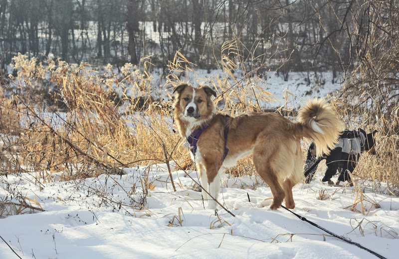 Healing the Profoundly Fearful Dog