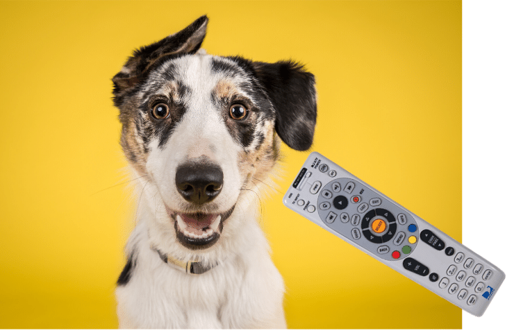 Everyone wants a remote control for their dog