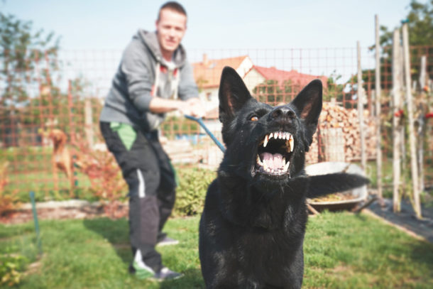 dog leash aggression