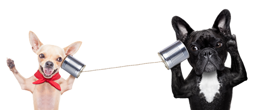 To Fix Behavior Problems, You Don’t Need to Pretend You’re a Dog!