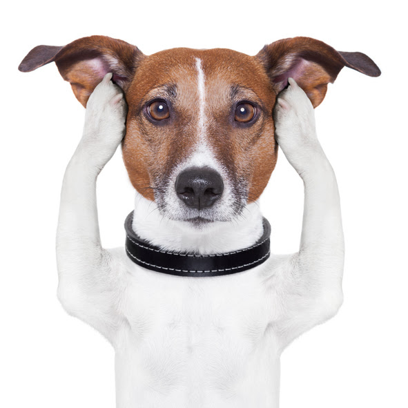 why won't my dog listen