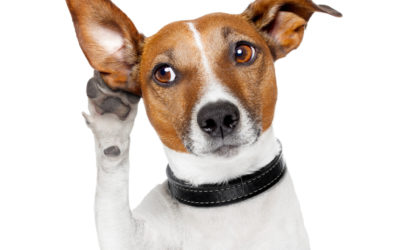 My dog doesn’t listen to me