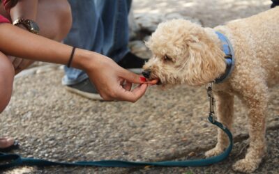 Should I give my dog treats?