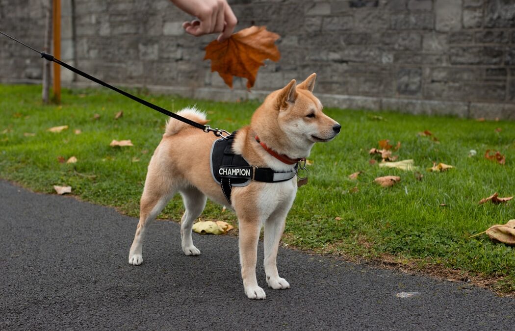 How to Find a Dog Behaviorist