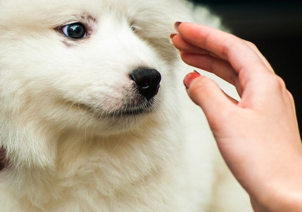 Mythbusters: All Dogs Like to be Petted